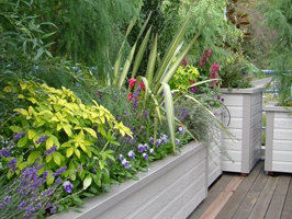 Planter Boxes on Rooftop
